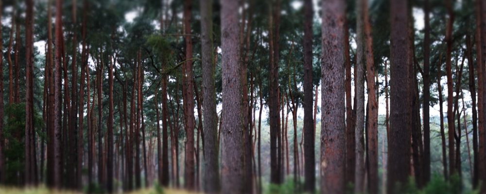 Center Parcs, Woburn Forest