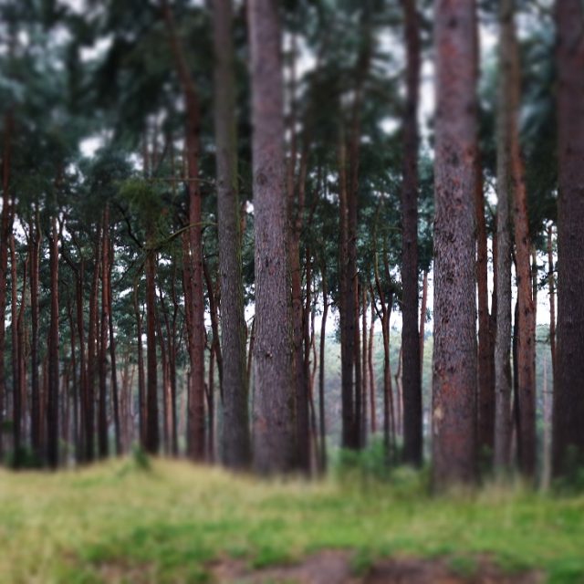 Center Parcs, Woburn Forest
